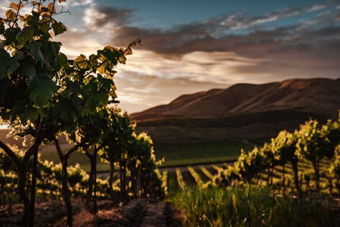 rancho capistrano winery